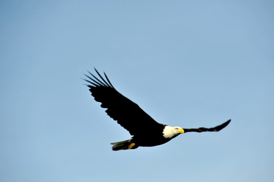 D70_1984.Eagle.1